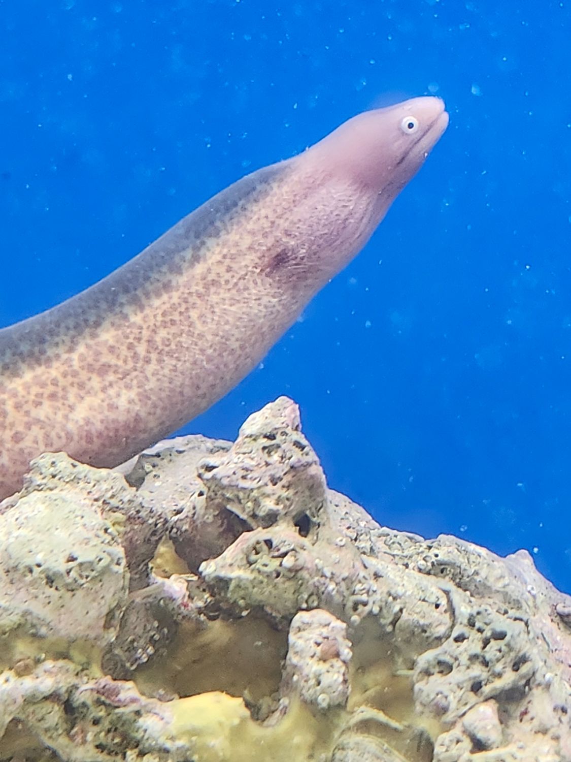 White eye moray eel