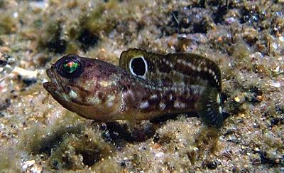 Dusky jawfish