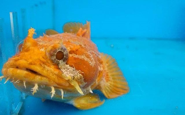 Orange toadfish