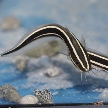 Marine catfish