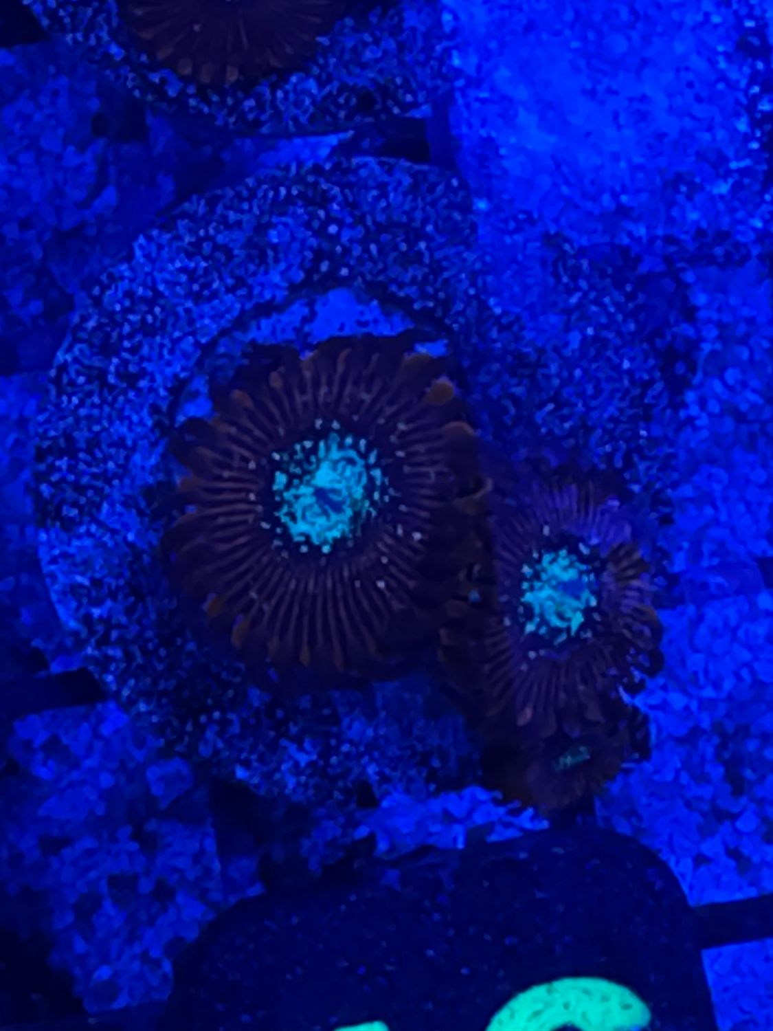 E5
