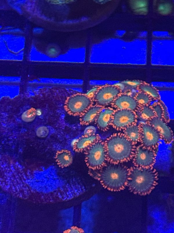 F5