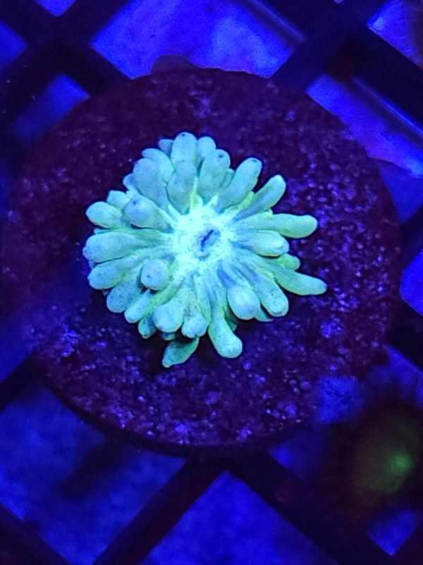 F5