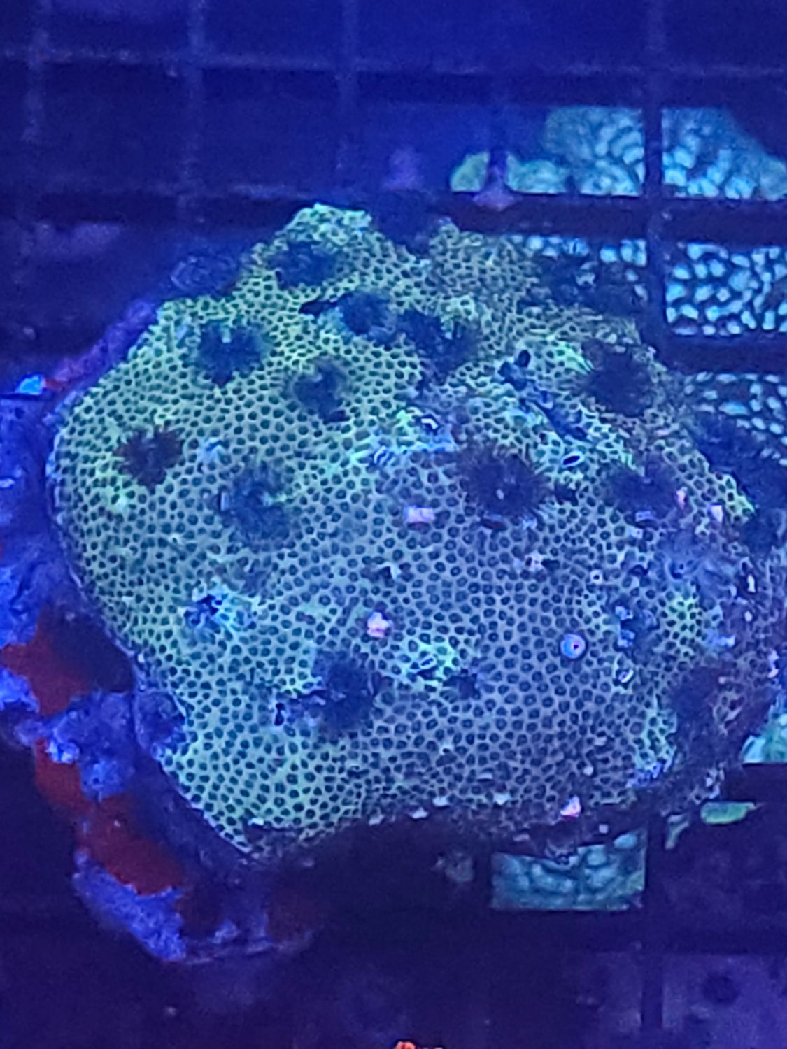 Christmas tree rock