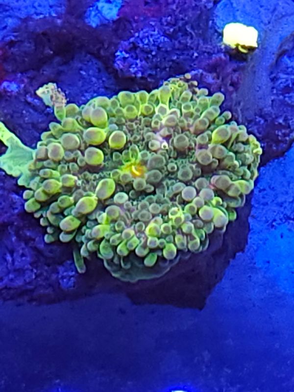 W1