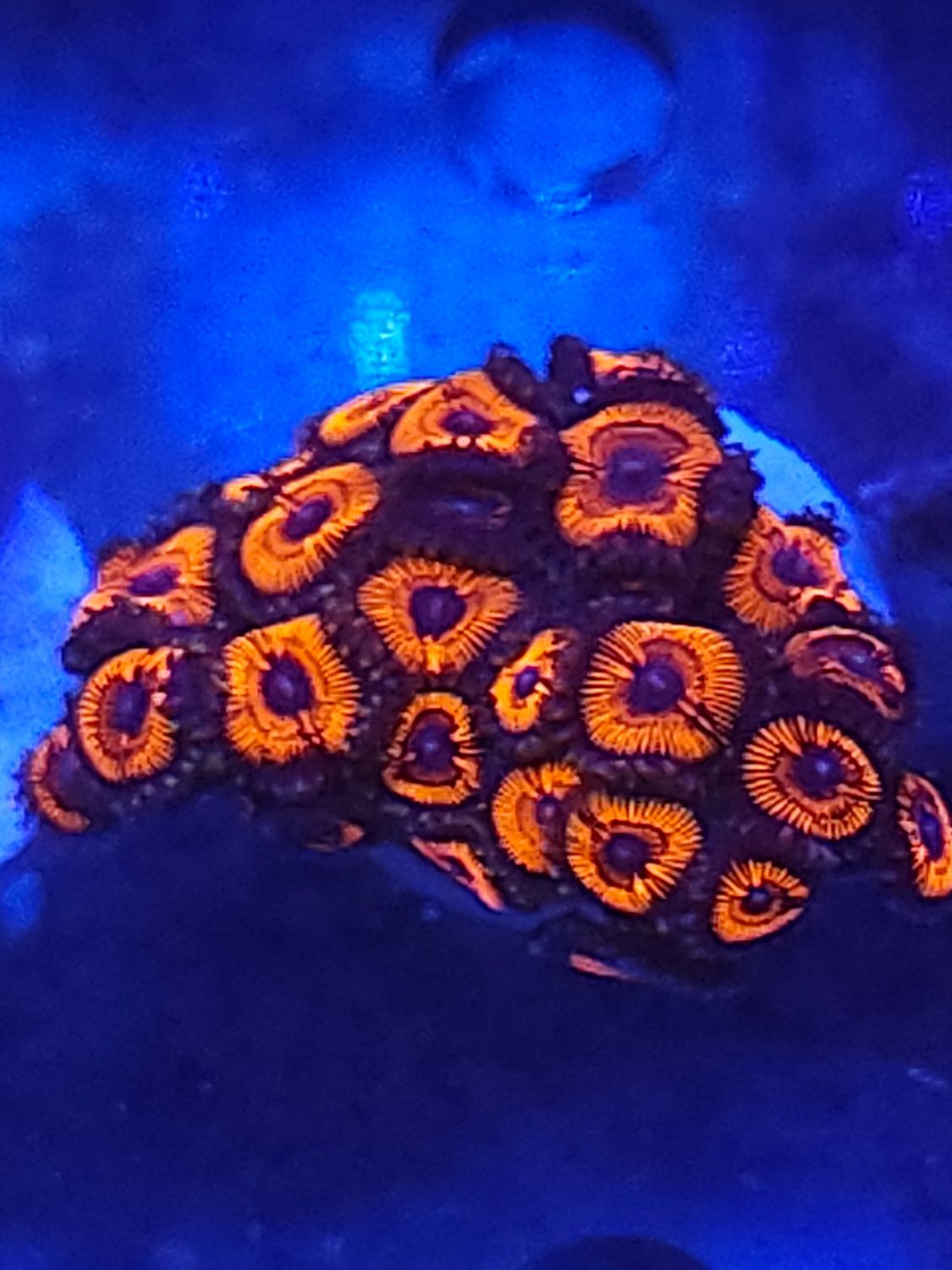 Y8