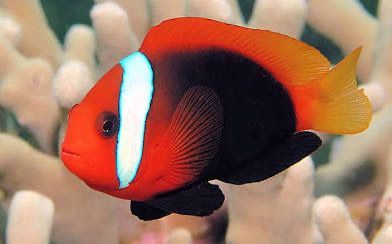 CINNAMON TOMATO CLOWN