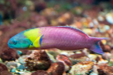 paddle fin wrasse