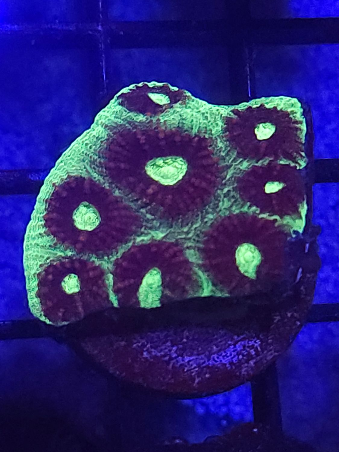 C1