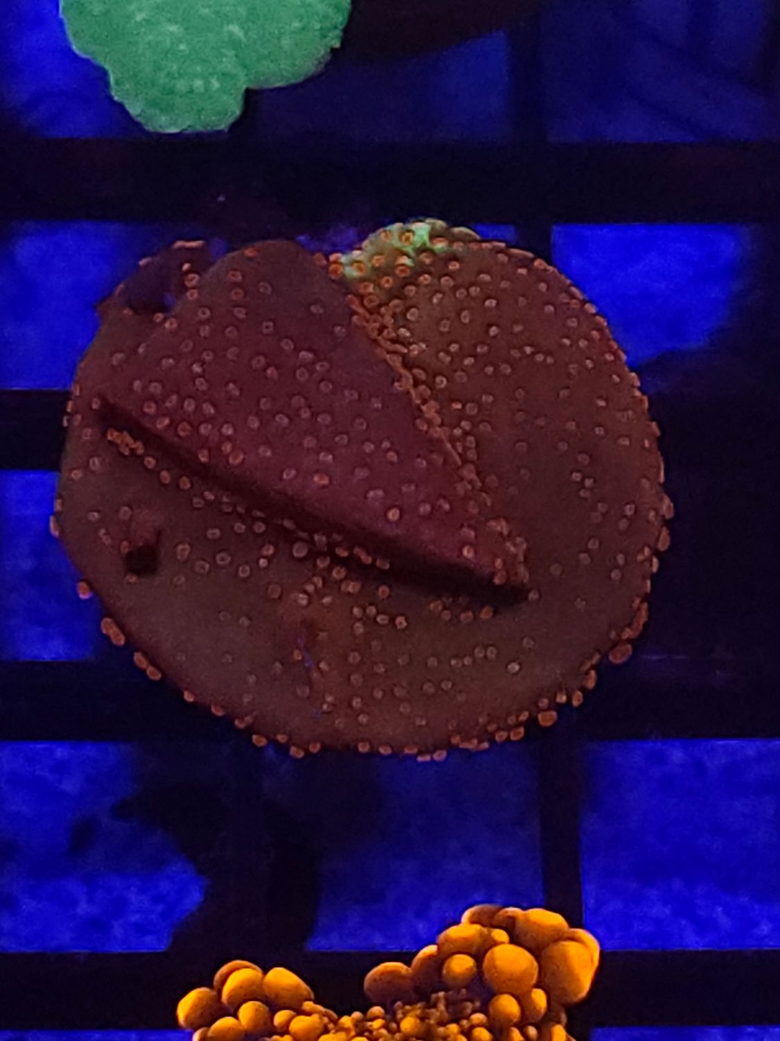 B9