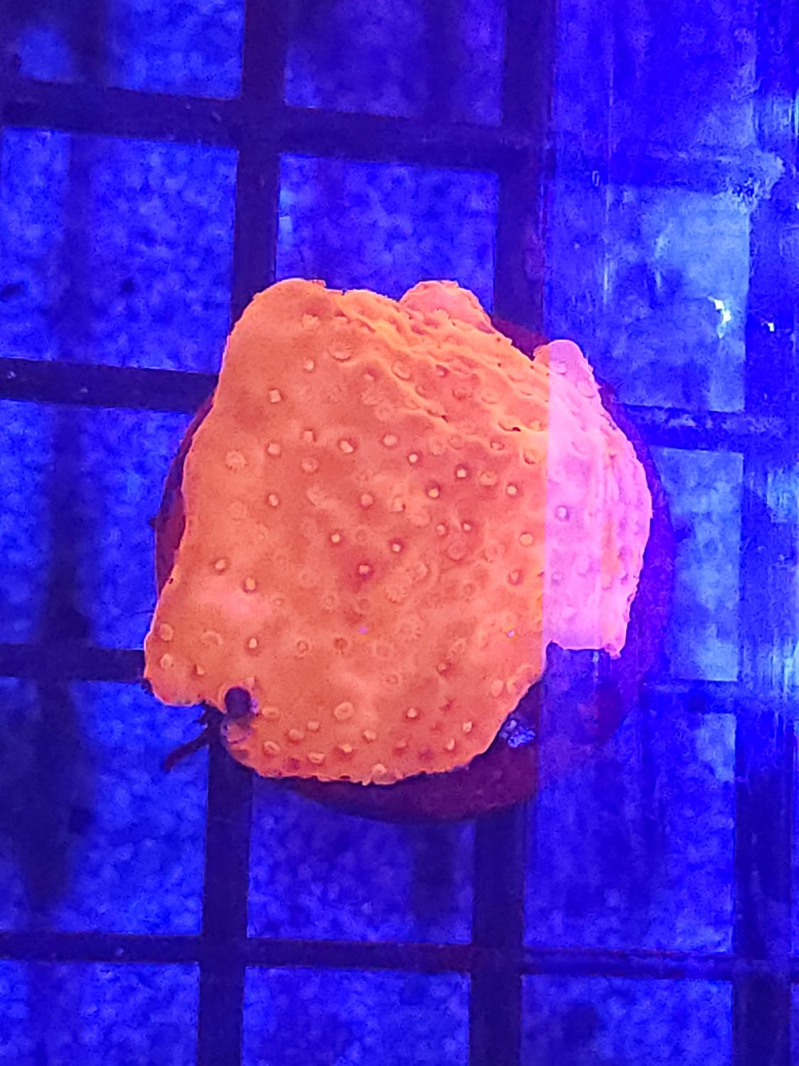 G3