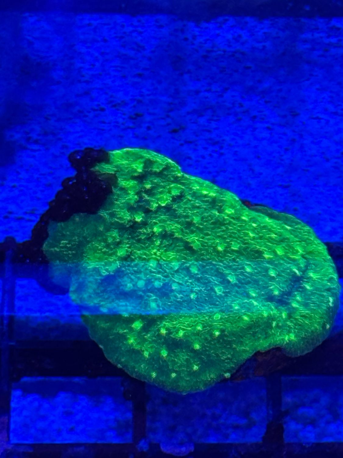 K11