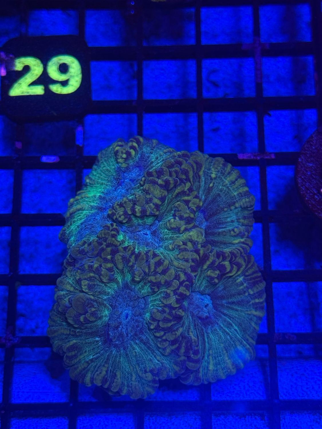 M28 Nfs Coral Auction