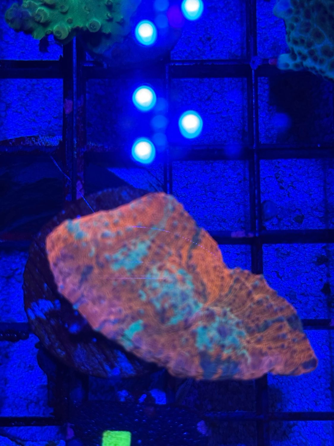 L1