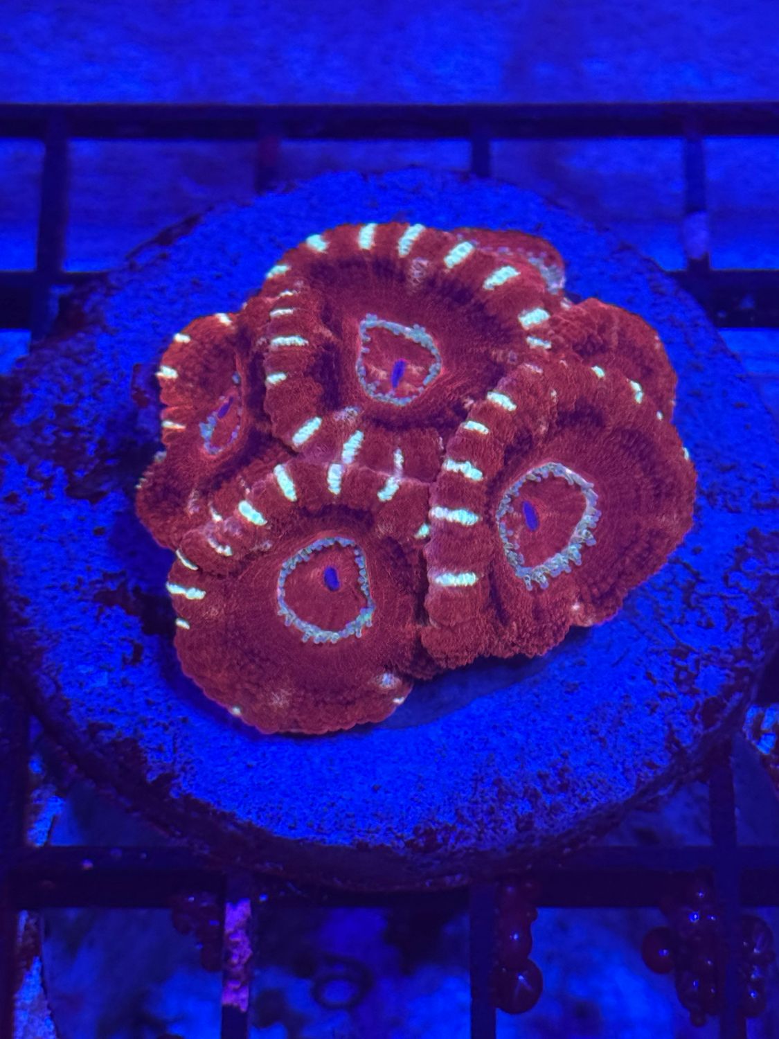 N5
