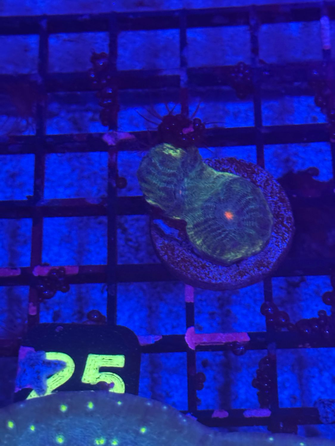 M25