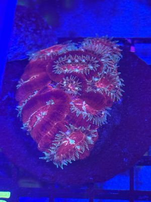 BRANDON&#39;S CORAL OF THE MONTH