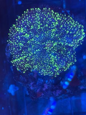 BRYAN&#39;S CORAL OF THE MONTH