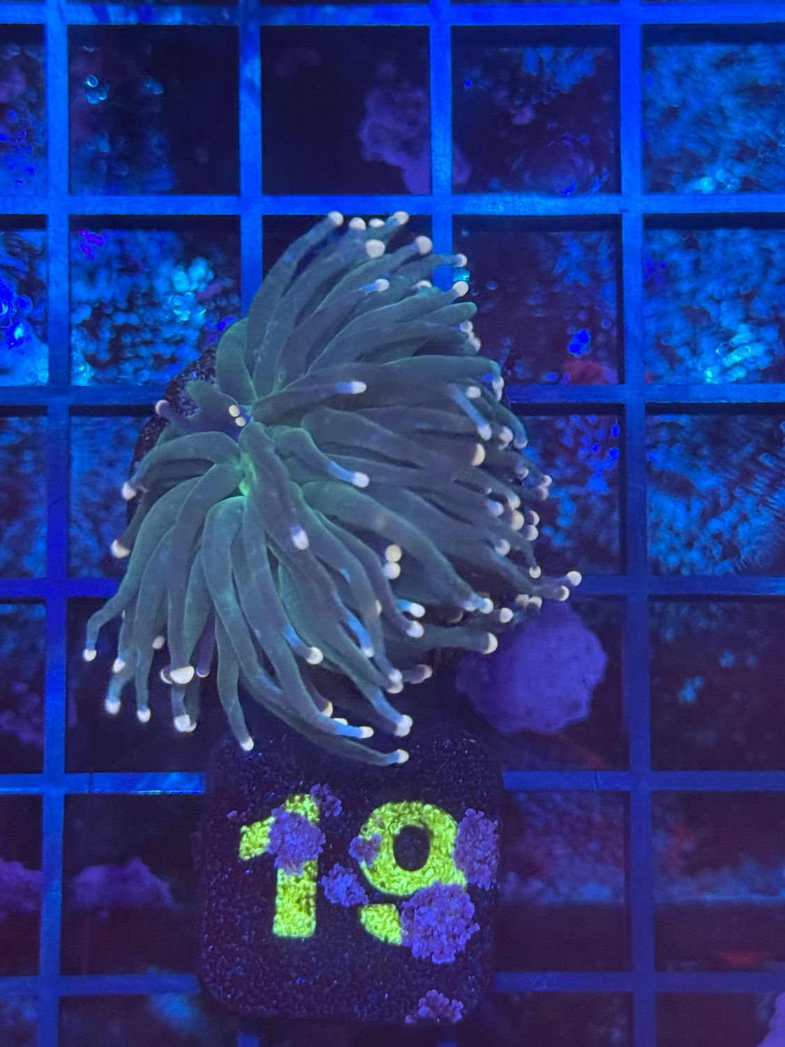 O19