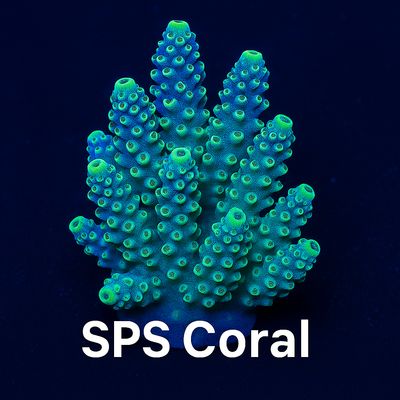 SPS CORAL