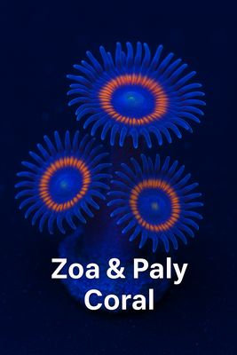 ZOA/PALY CORALS