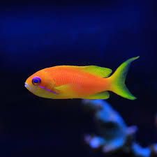 Anthias