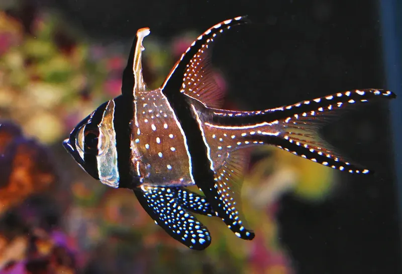 Cardinalfish