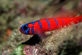 Gobies