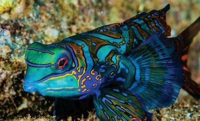 Dragonets (Mandarins &amp; Scooters)