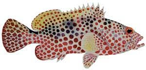 Groupers