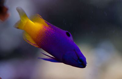 Basslets &amp; Grammas