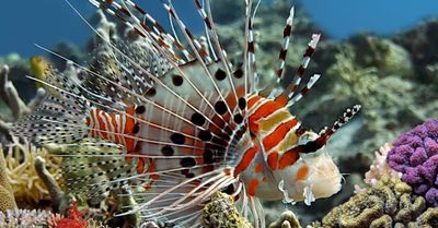 Lionfish &amp; Scorpionfish