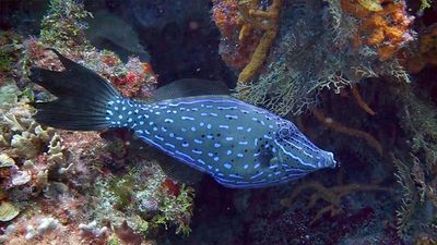 Filefish
