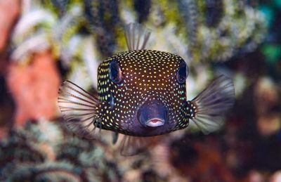 Puffer Fish &amp; Boxfish