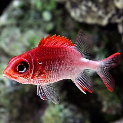 Squirrelfish &amp; Soldierfish