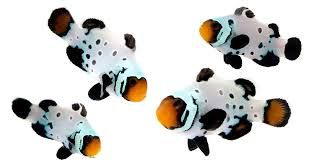 Absolute Zero Clown Fish