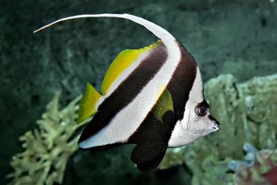 Bannerfish (Heniochus)