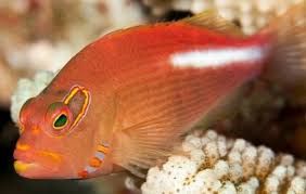 Arc Eye Hawk Fish
