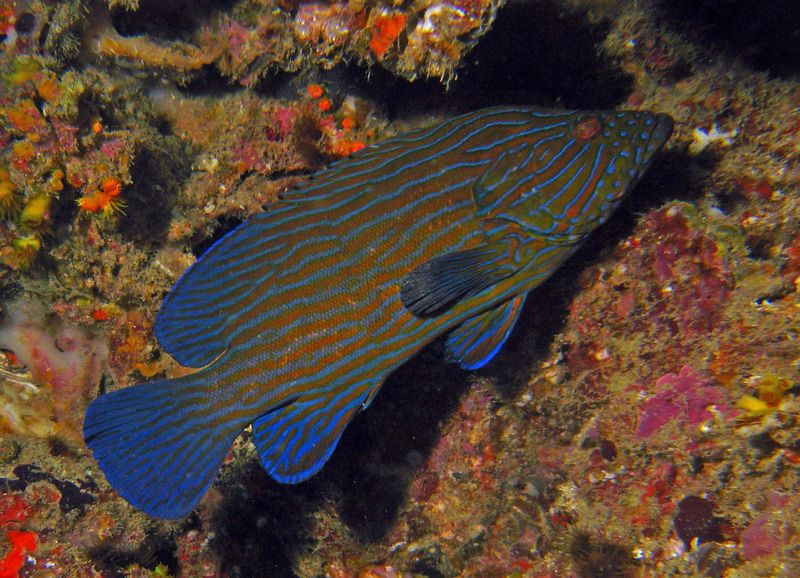 Blue Spot Grouper