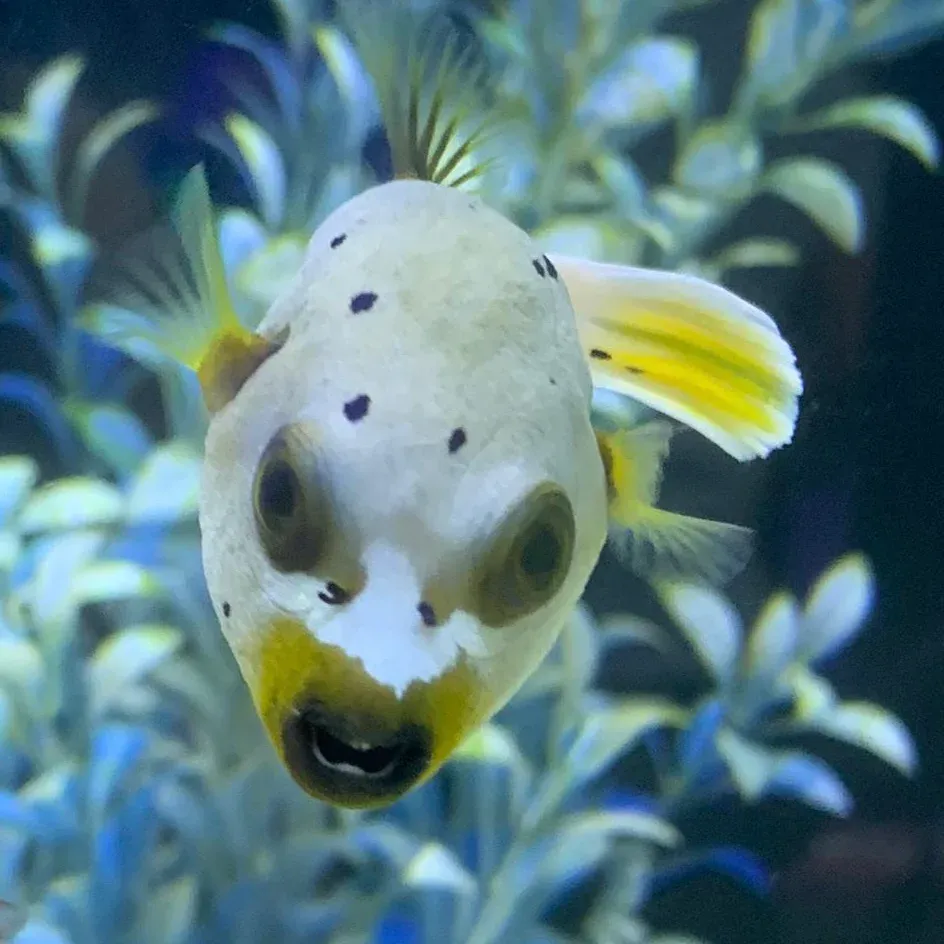 Dogface Puffer