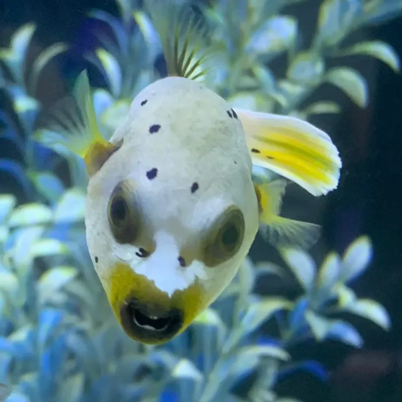 Dogface Puffer