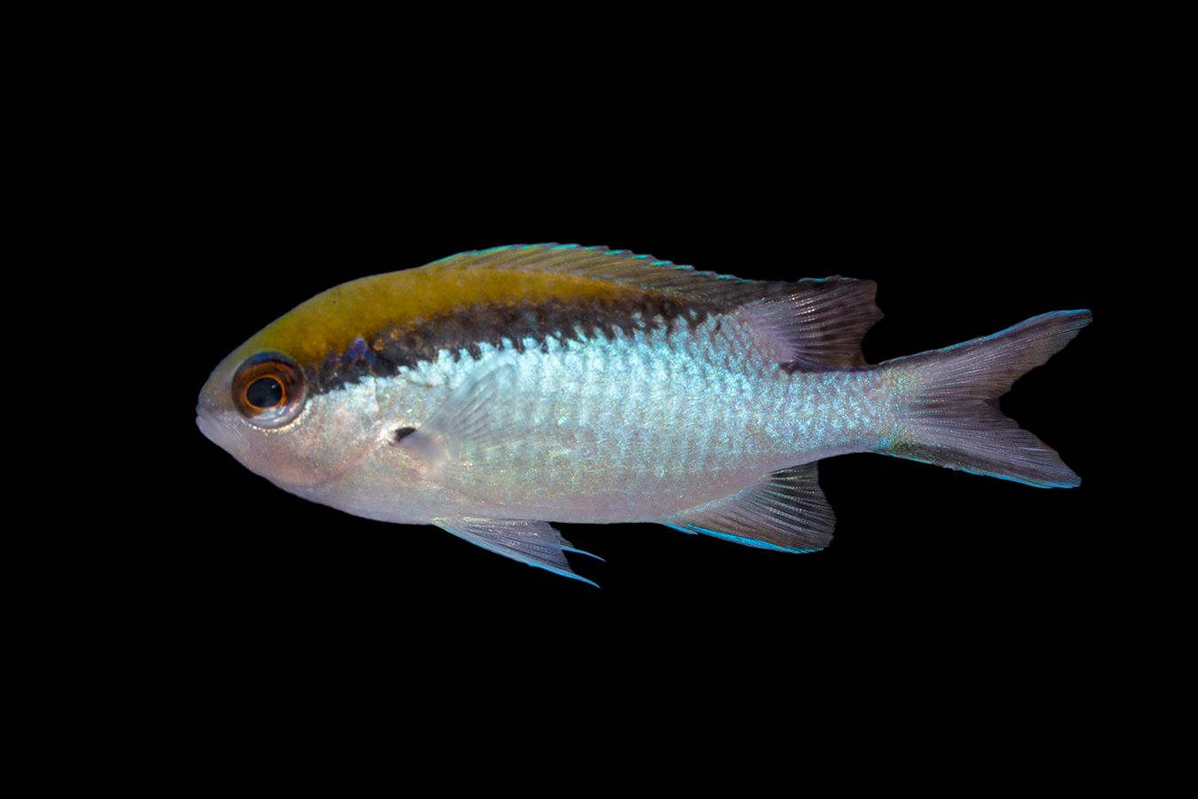 Great Barrier Reef Chromis