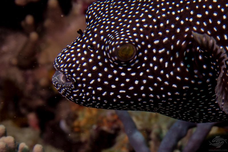 Guinea Fowl Pufferfish