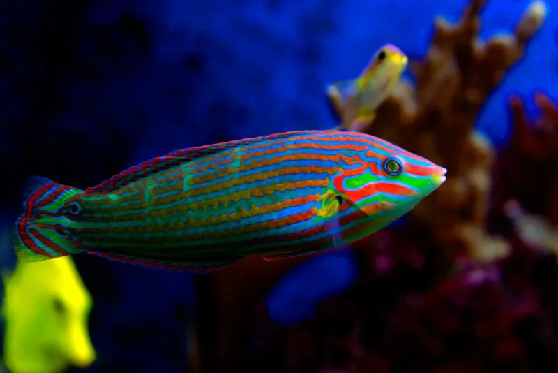Melanurus Wrasse