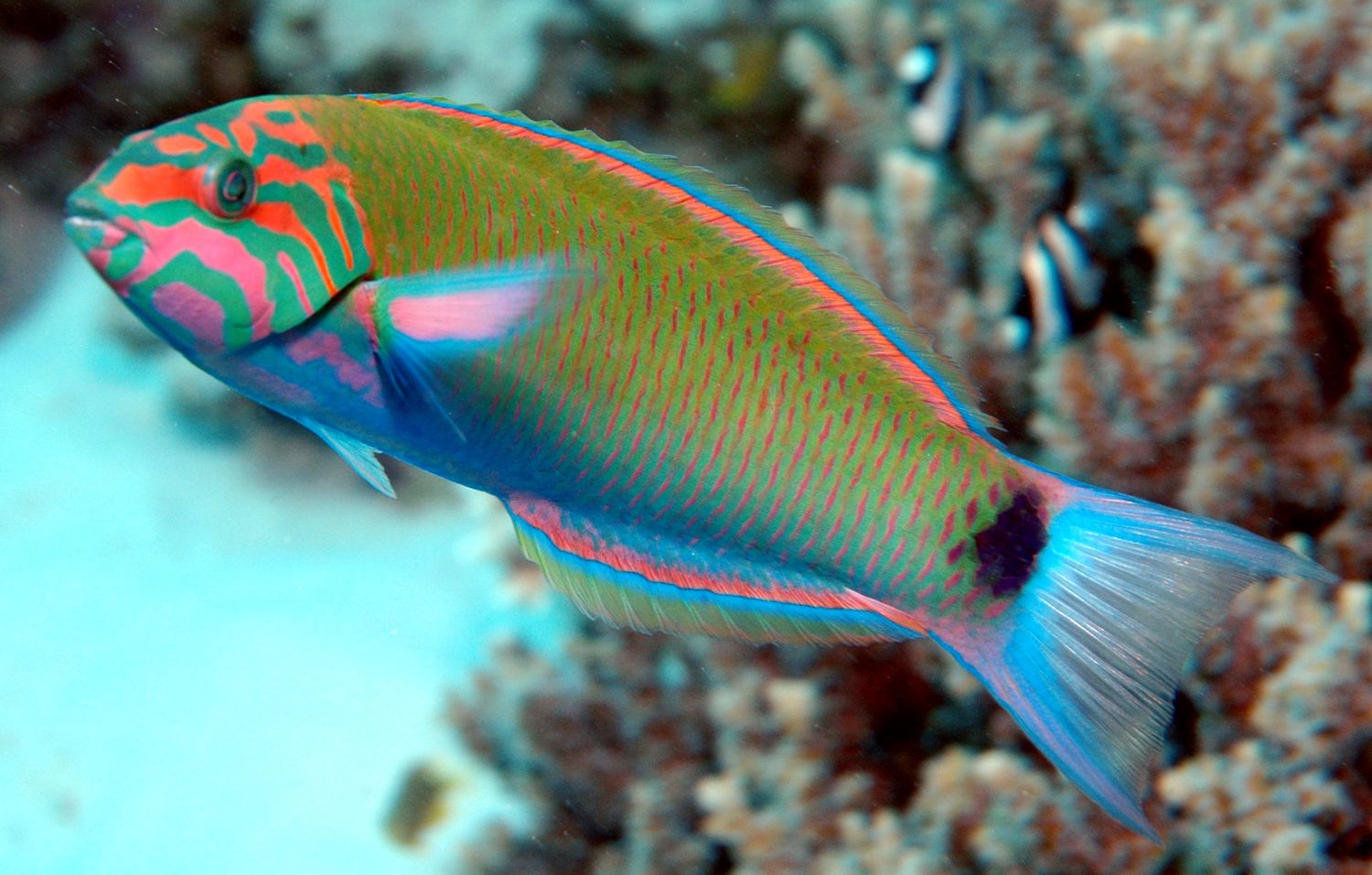 Lunar Wrasse