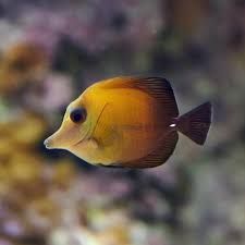 Scopas Tang