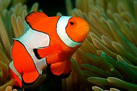Ocellaris Clownfish