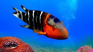 Red Breast Wrasse
