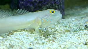 White Goby