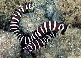 Zebra Eel
